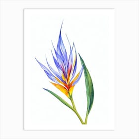 Bird Of Paradise 3 Watercolour Flower Art Print