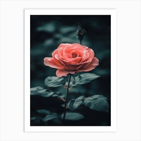 Pink Rose 66 Art Print