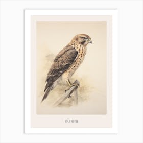 Vintage Bird Drawing Harrier Poster Art Print