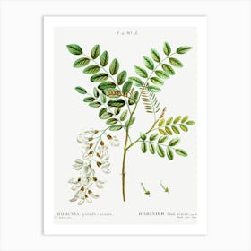 Black Locust, Pierre Joseph Redoute Art Print