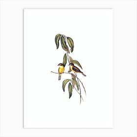 Vintage Yellow Bellied Flycatcher Bird Illustration on Pure White n.0410 Art Print