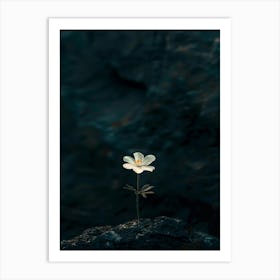 Single Flower On A Rock Art Print