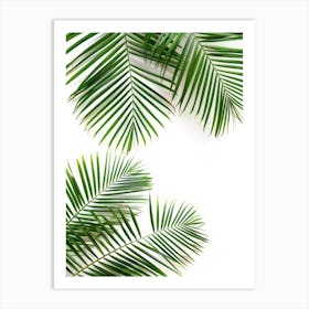 Palm Leaves On White Background 3 Art Print