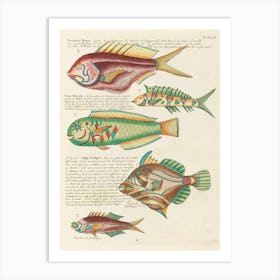 Colourful And Surreal Illustrations Of Fishes Found In Moluccas (Indonesia) And The East Indies, Louis Renard(62 Art Print