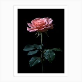 Pink Rose On Black Background 58 Art Print