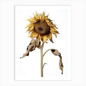 Dead Sunflower 6 Art Print