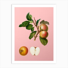 Vintage Pupina Apple Botanical on Soft Pink n.0304 Art Print