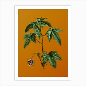Vintage American Sweetgum Botanical on Sunset Orange n.0336 Art Print