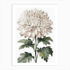 Chrysanthemum 4 Art Print