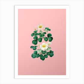 Vintage Variable Oxalis Branch Botanical on Soft Pink n.0169 Art Print