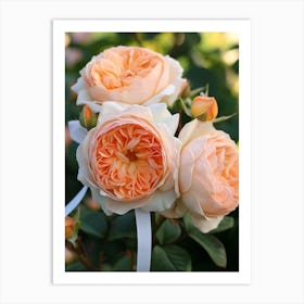 English Roses Painting Rose With A Ribbon 4 Art Print