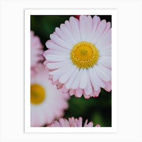 Pink Daisies Art Print