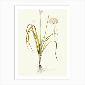 Allium Art Print