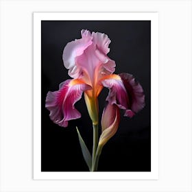 Iris Art 1 Art Print