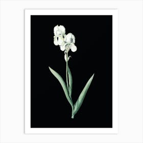 Vintage Tall Bearded Iris Botanical Illustration on Solid Black n.0494 Art Print