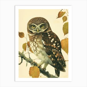 Northern Pygmy Owl Vintage Illustration 3 Art Print
