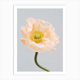 Pastel Poppy Art Print