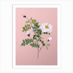 Vintage White Burnet Roses Botanical on Soft Pink n.0301 Art Print