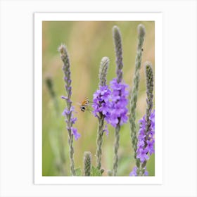 Bee Fly and Purple Wildflower Art Print