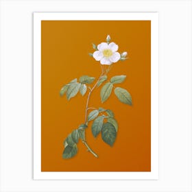 Vintage Big Leaved Climbing Rose Botanical on Sunset Orange n.0552 Art Print
