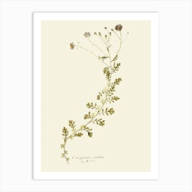 Botanical Illustration Art Print