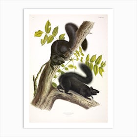 Black Squirrel 1, John James Audubon Art Print