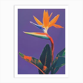 Bird Of Paradise 50 Art Print