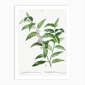 Andromeda Acuminata, Pierre Joseph Redoute Art Print