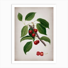 Vintage Sour Cherry Botanical on Parchment n.0477 Art Print