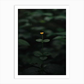 Single Flower In The Dark 36 Art Print