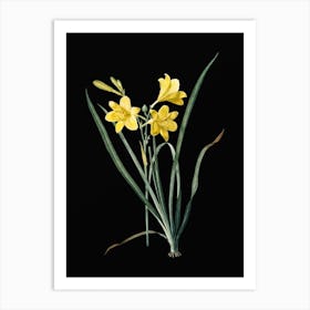 Vintage Daylily Botanical Illustration on Solid Black Art Print