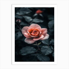 Dark Rose 45 Art Print