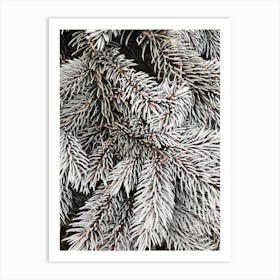 Frosty Pine Tree Art Print