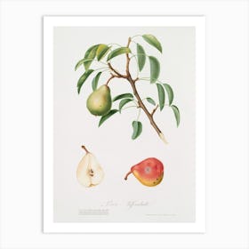 Pear (Pyrus Veneta) From Pomona Italiana (1817 1839), Giorgio Gallesio Art Print