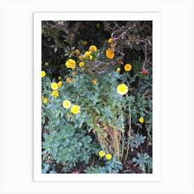 Floral Garden in Kodaikanal, India. Photograph 27 Art Print