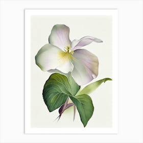 Trillium Wildflower Watercolour 2 Art Print