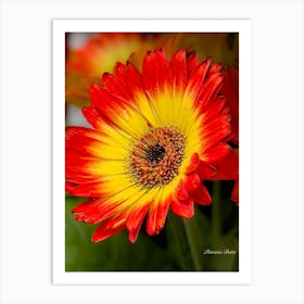 Gerbera 1 Art Print