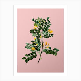 Vintage Siberian Pea Tree Botanical on Soft Pink Art Print