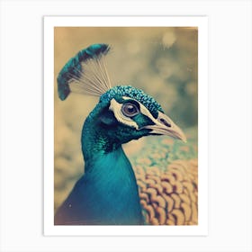 Peacock Polaroid Inspired 1 Art Print