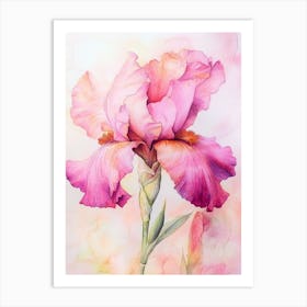 Pink Iris Art Print