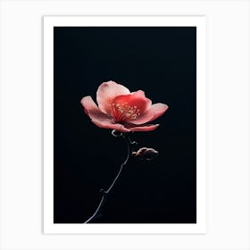 Pink Flower On A Black Background Art Print