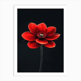 Red Anemone Flower 2 Art Print