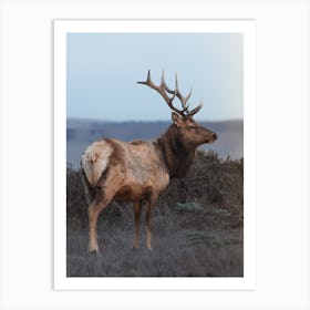 Majestic Elk Scenery Art Print