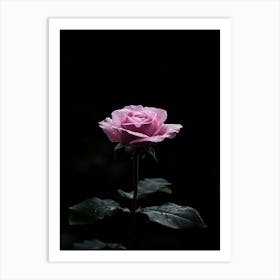 Pink Rose In The Dark Art Print