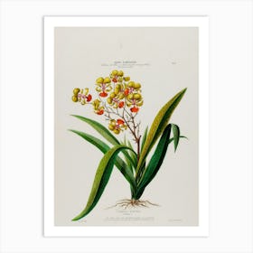 Orchids 8 Art Print