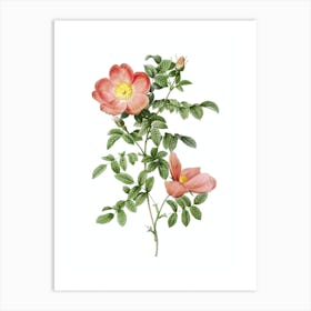 Vintage Red Sweetbriar Rose Botanical Illustration on Pure White Art Print