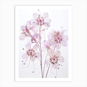 Pressed Wildflower Botanical Art Meadow Rue 3 Art Print