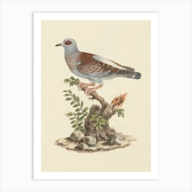 Speckled Pigeon, African Rock Pigeon, Luigi Balugani Art Print