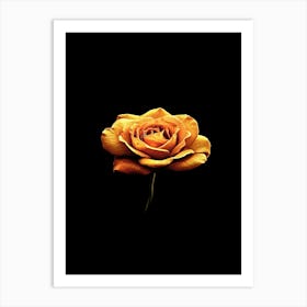 Single Rose 16 Art Print