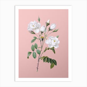 Vintage White Rose Botanical on Soft Pink n.0343 Art Print